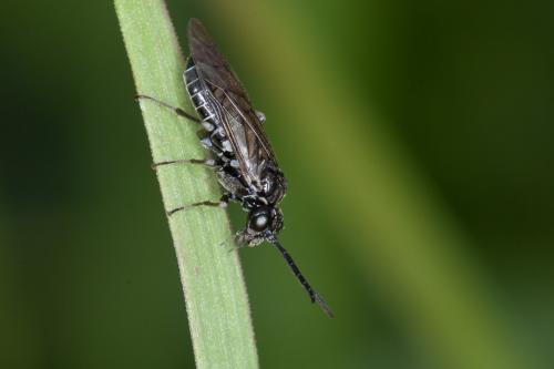 Empria sp.